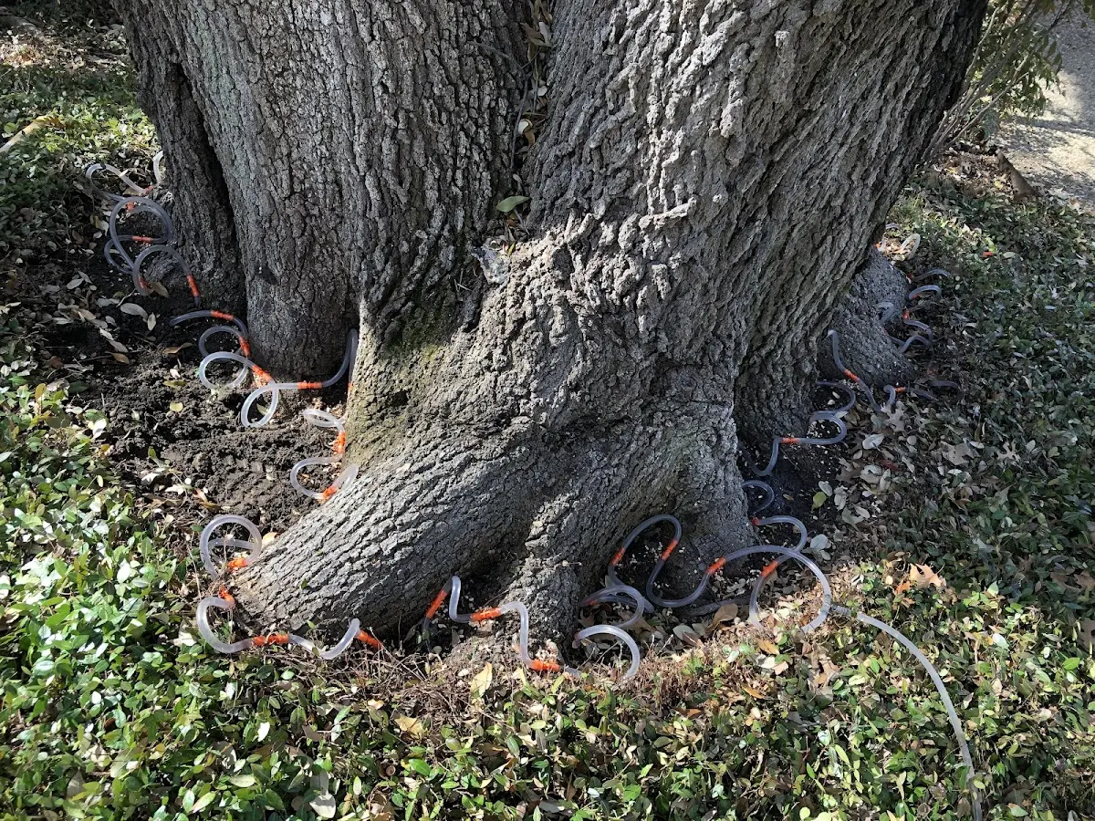 Detailed Tree Cabling and Bracing job site in Atlantic